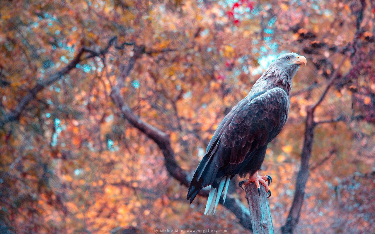 Autumn Eagle for 1280 x 800 widescreen resolution