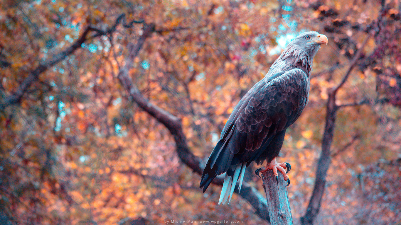 Autumn Eagle for 1366 x 768 HDTV resolution