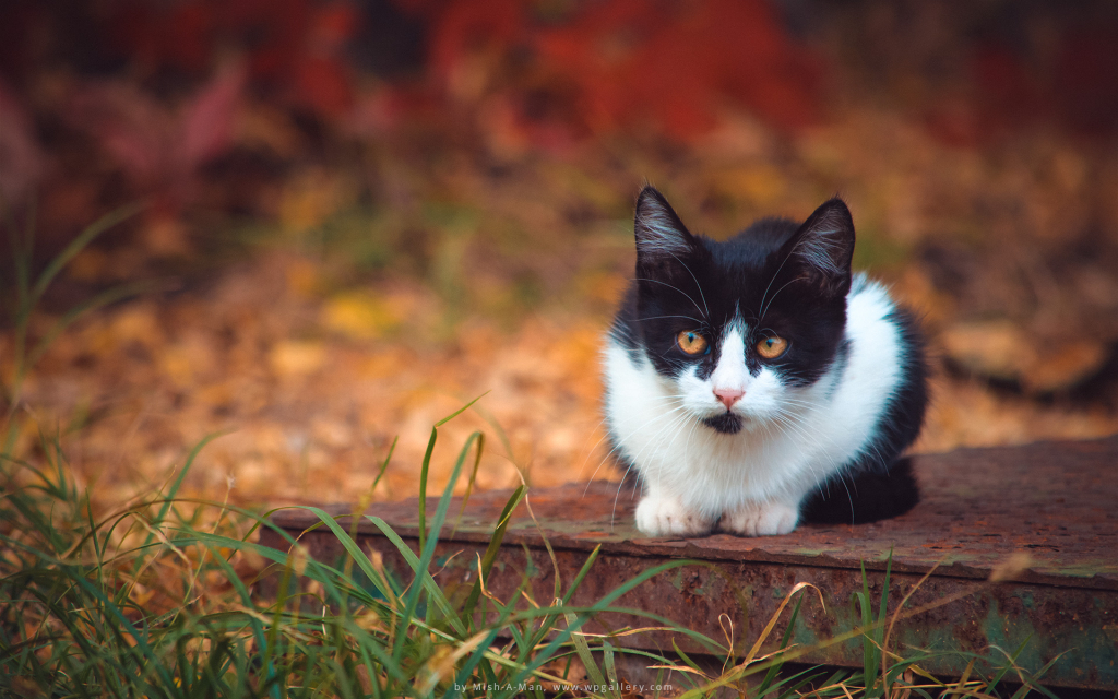 Autumn Kitten for 1024 x 640 widescreen resolution