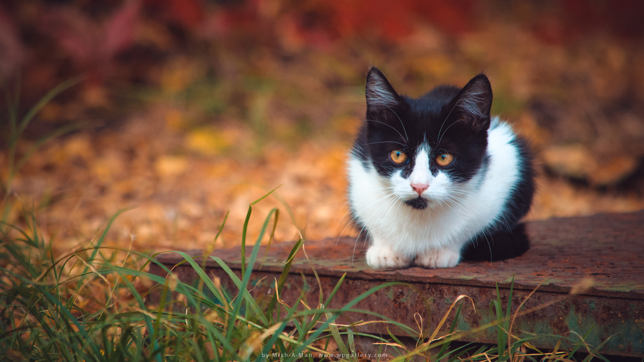 Autumn Kitten for 1280 x 720 HDTV 720p resolution