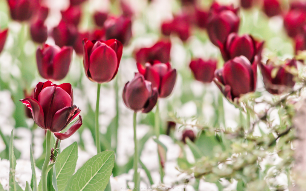 Red Tulip Field for 1024 x 640 widescreen resolution