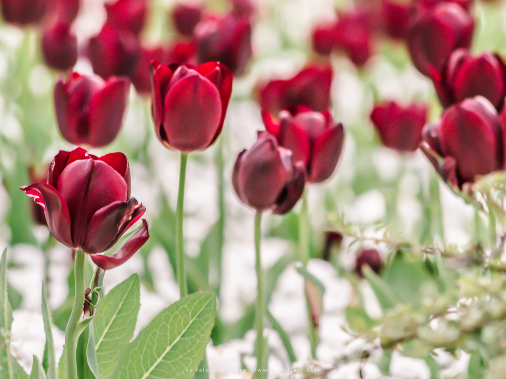 Red Tulip Field for 1024 x 768 resolution