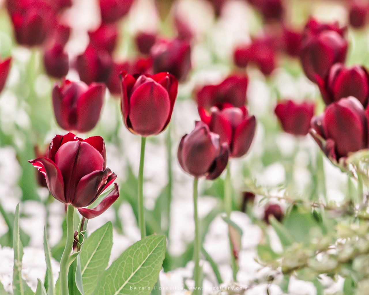 Red Tulip Field for 1280 x 1024 resolution