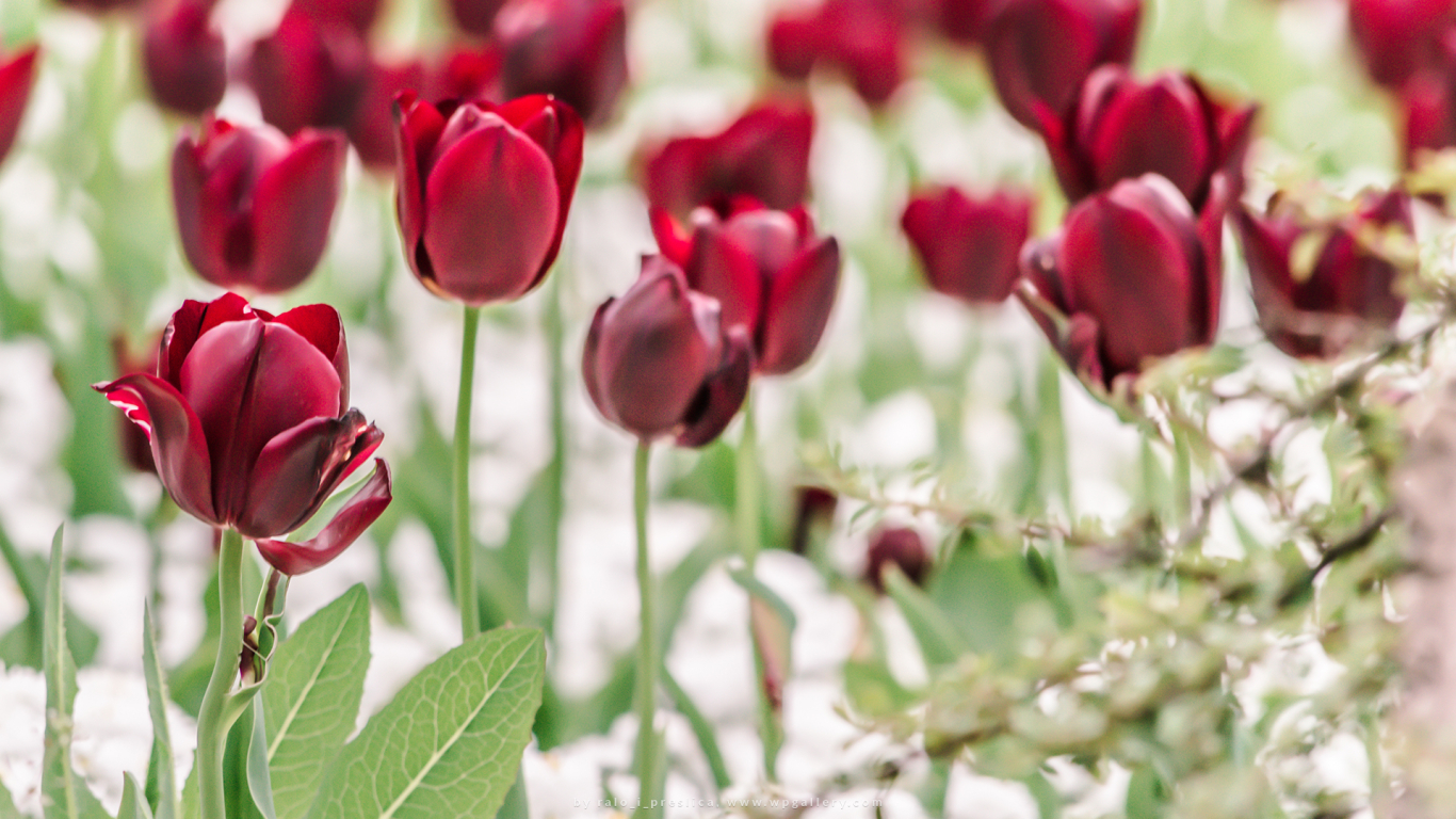 Red Tulip Field for 1366 x 768 HDTV resolution