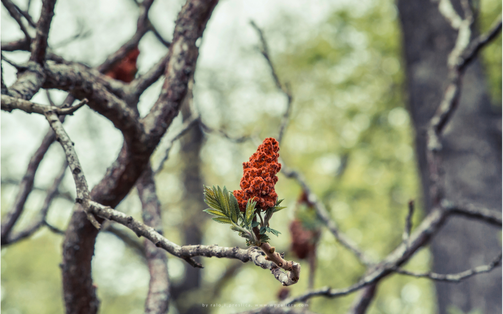 Rhus typhina for 1024 x 640 widescreen resolution