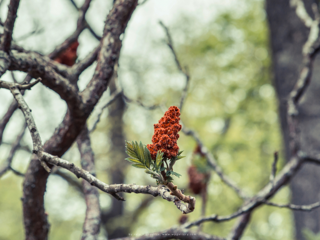 Rhus typhina for 1024 x 768 resolution