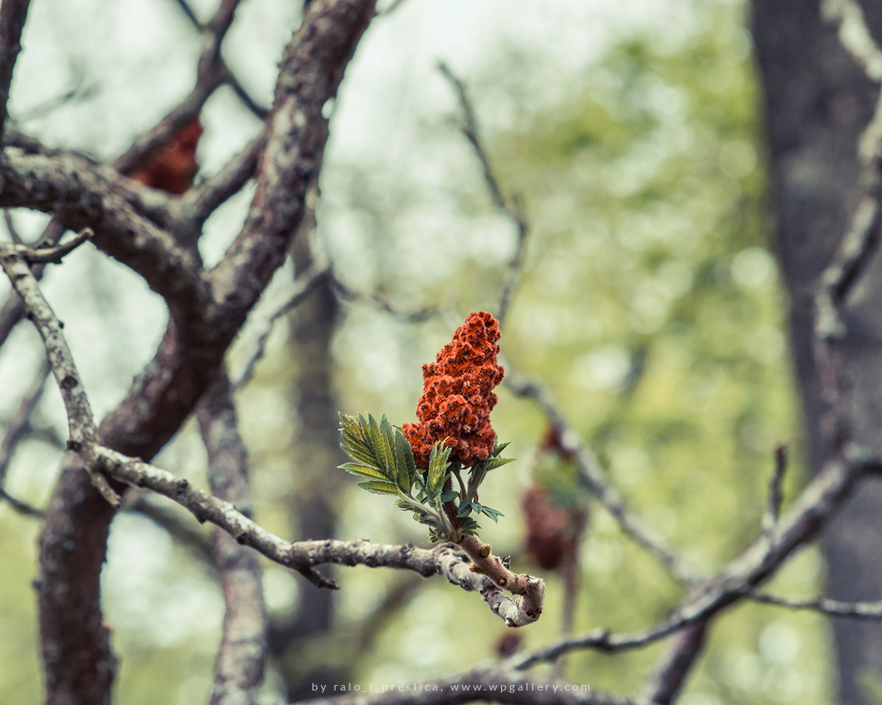 Rhus typhina for 1280 x 1024 resolution