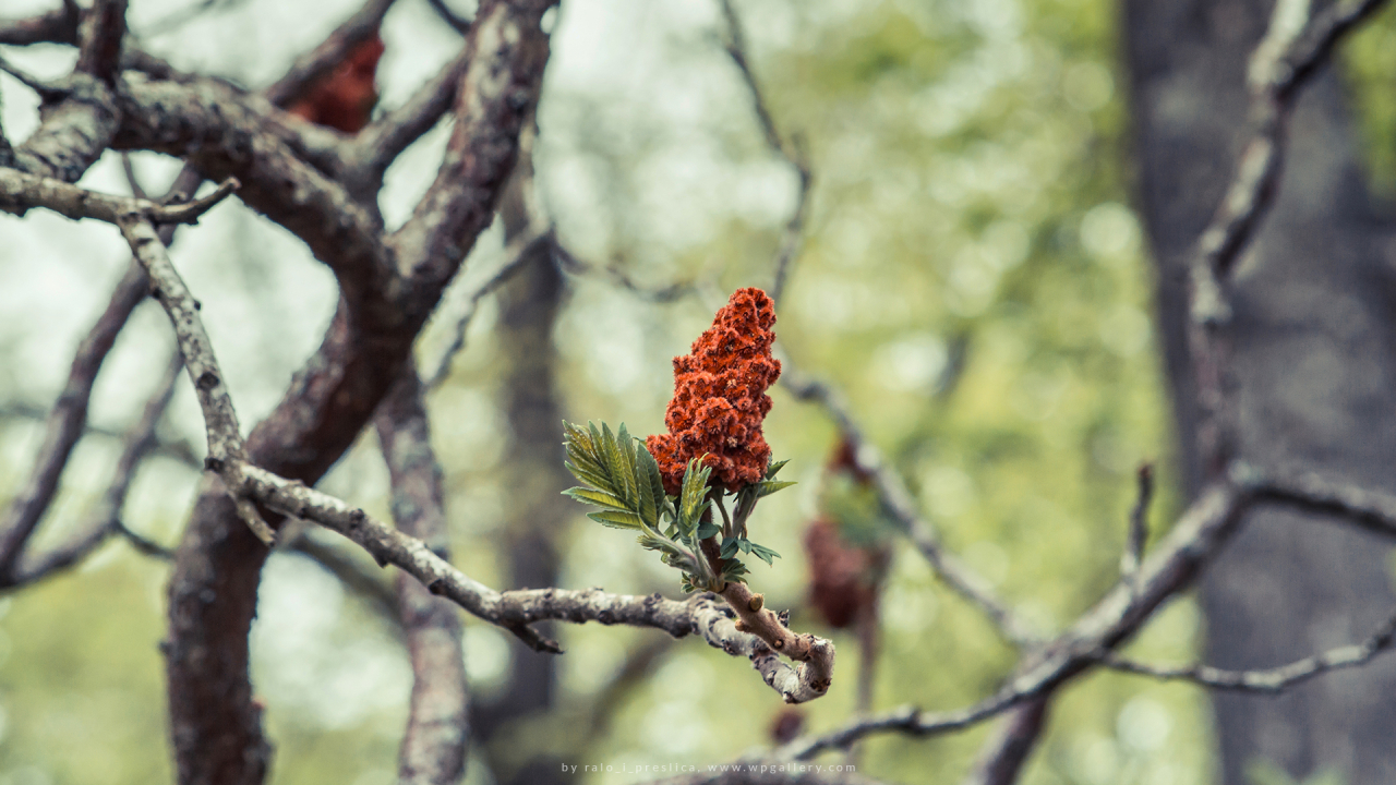 Rhus typhina for 1280 x 720 HDTV 720p resolution