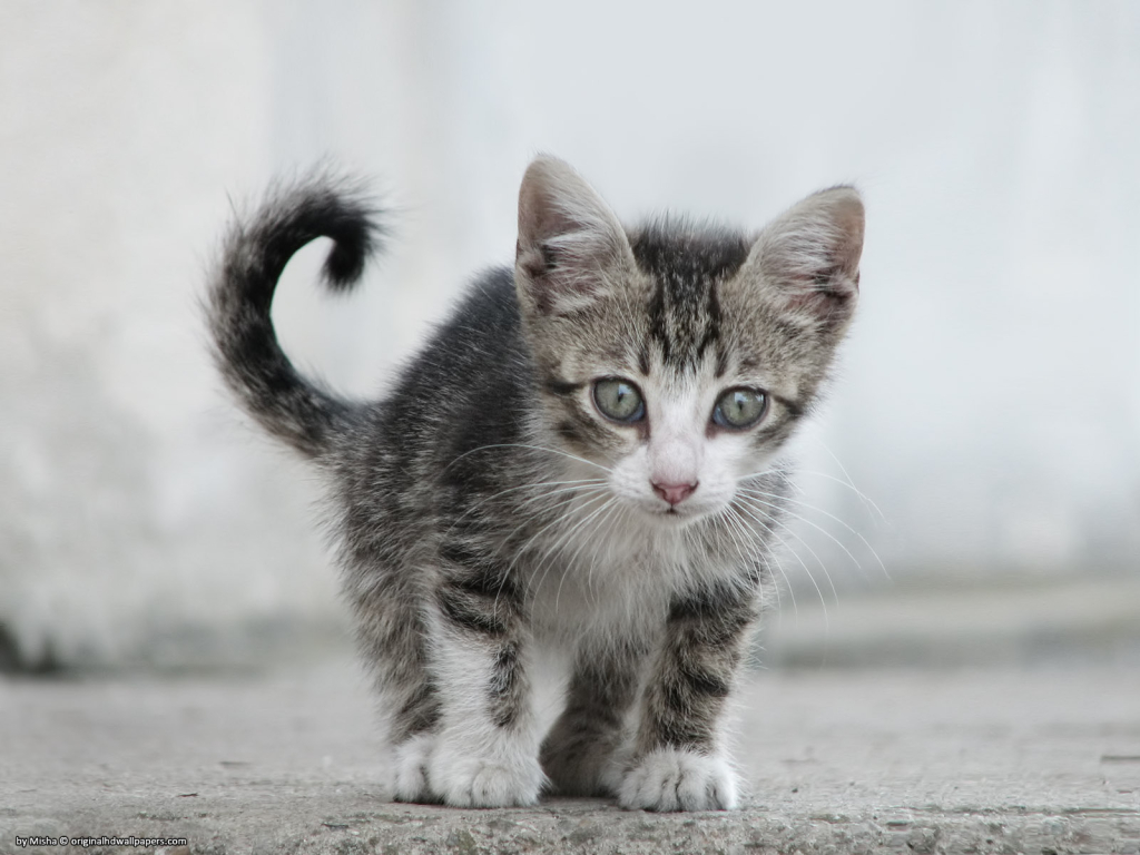 Small Sweet Cat for 1024 x 768 resolution