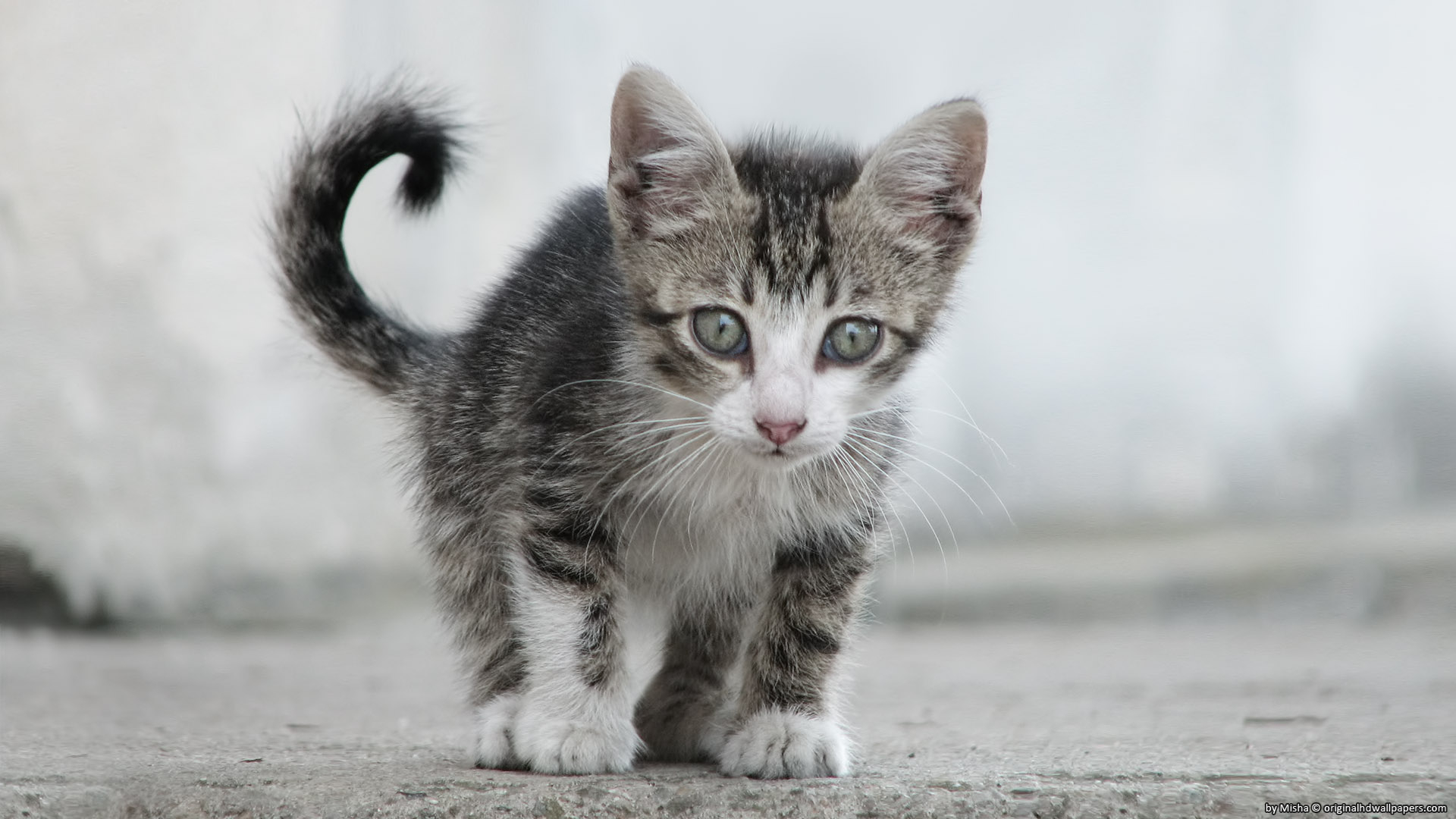 Small Sweet Cat for 1920 x 1080 HDTV 1080p resolution