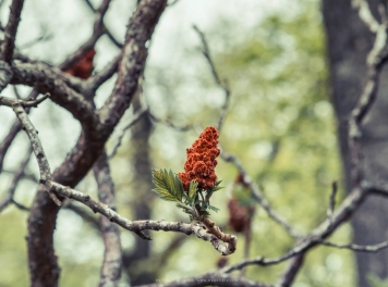 Rhus typhina Wallpaper