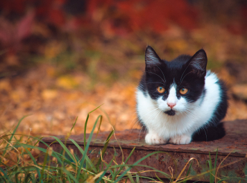 Autumn Kitten Wallpaper