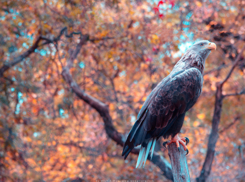 Autumn Eagle by Mish-A-Man