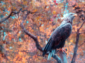 Autumn Eagle Wallpaper